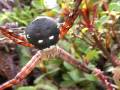 Native Hawaiian Spooky Face Spider, Argiope avara kauaiensis