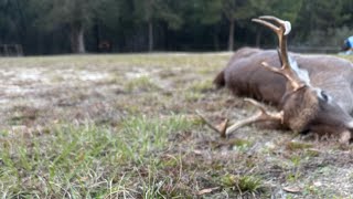 Last season deer hunt! 🦌
