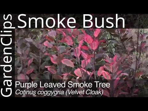 Purple Leaved Smoke Tree - Cotinus coggygria - How to Grow Smoke Bush