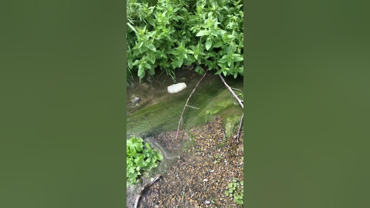 Вонючая речка. Река вонючий дунай самара. Речка вонючка москва. Речка вонючка пятигорск. Сточные реки.