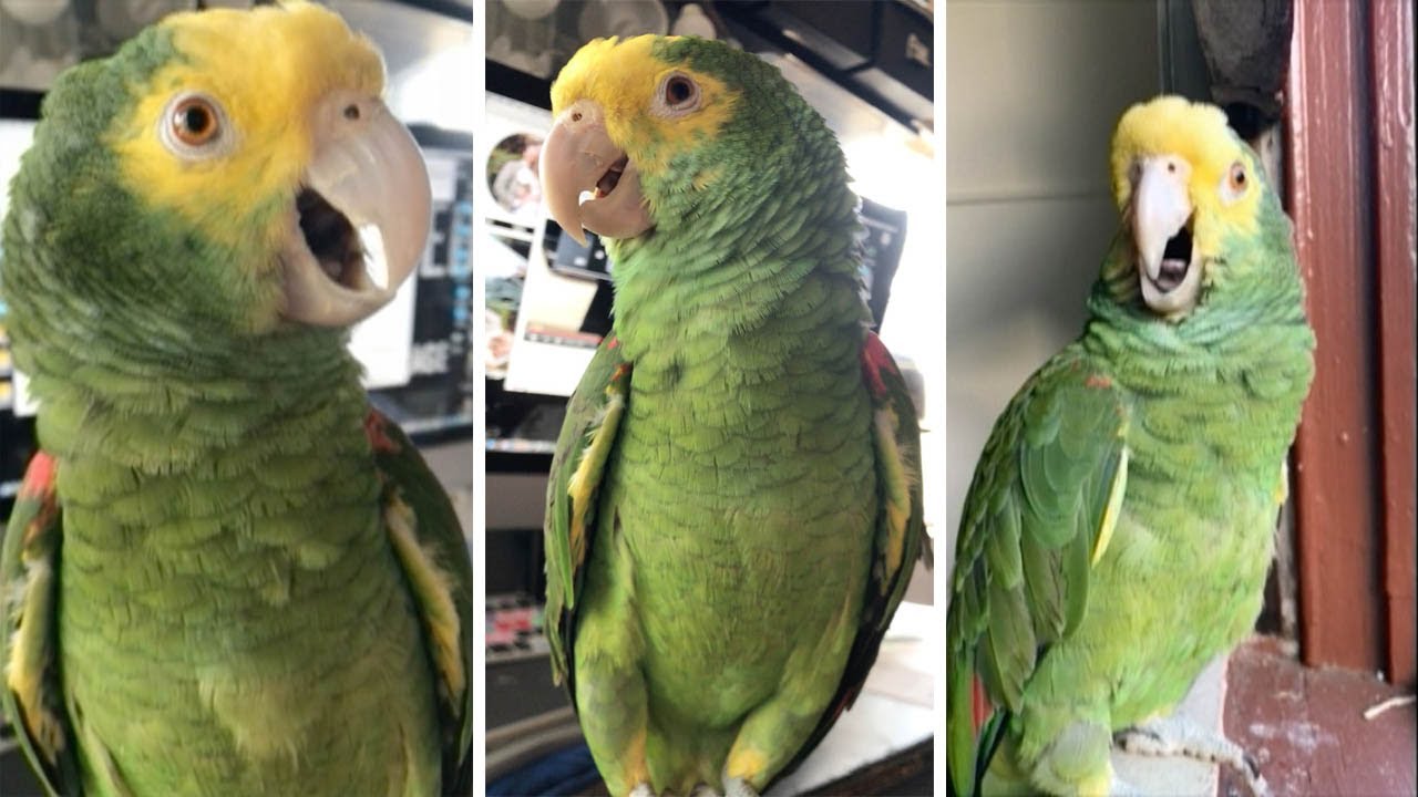 Parrot Amazon: feedback from owners and subtleties of content Parrot Amazon: feedback from owners and subtleties of content