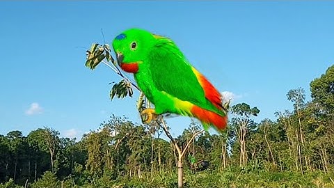Dengan mudah poin masternya mikat burung serindit teknik kayu ranting
