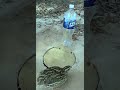 Really Quick Quail Traps Ideas #youtubeshorts