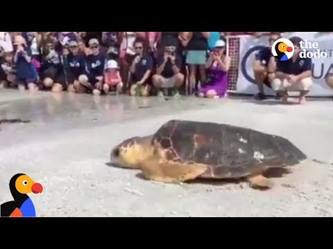 turtle live in sea Loggerhead Turtle Rescued and Released into the Wild | The Dodo LIVE*