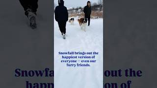 Chicago Snow Turned the Dog Park Into Magic | Dogs Living Their Best Winter Life! #dogparkfun