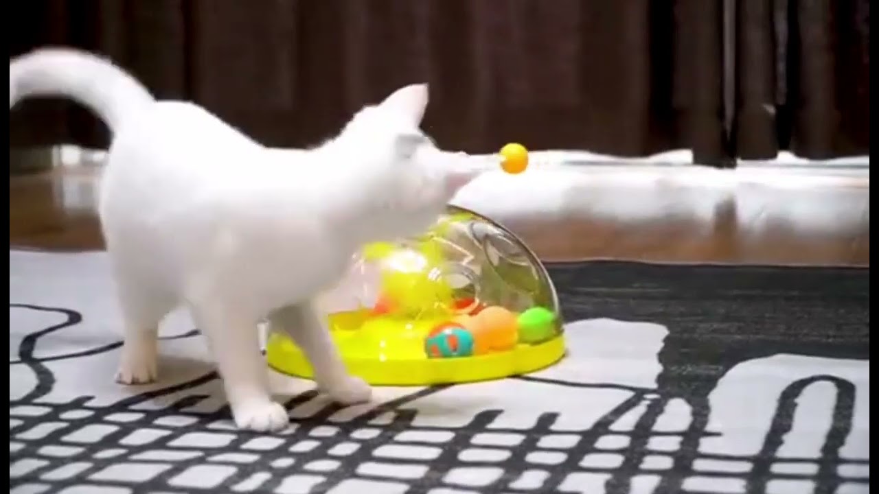 Video - Blessedtobee Catnip Windmill Funny Cat Toys - Twitch Nude