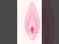 What S The TRUTH About Hymens And Virginity 