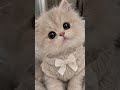 #cat #cutecat