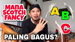 Cara Memilih Burung Kenari Scotch Fancy Yang Paling Bagus