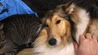 Just don't watch this uninteresting video about Rough Collie and Cat