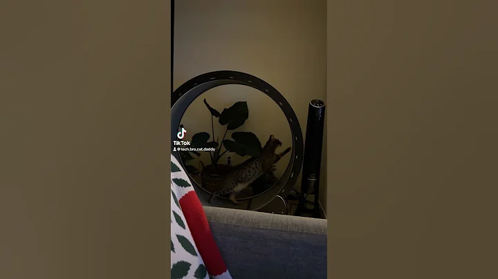 Watch the video about Exercising at night! #cat #wheel #catshorts #savannah #walk #jog #run #catdad