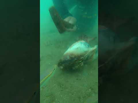 Mở Vỏ Ốc, Phát Hiện Khổng Lồ! | Open the Shell, Giant Discovery! thumbnail