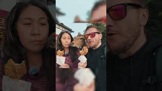 Sneaky Deer Tries to steal our FOOD in Japan!