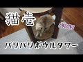 【猫グッズ紹介】猫壱のバリバリボウルタワーXLで爪とぎする猫