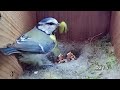 'PG-13' Edit. First Egg Hatching to Chicks Fledging VIEWER DISCRETION ADVISED. BlueTit Nest Cam 2021
