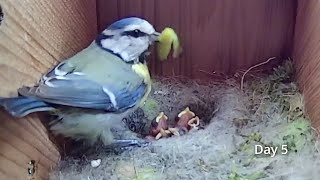 'PG13' Edit. First Egg Hatching to Chicks Fledging VIEWER DISCRETION ADVISED. BlueTit Nest Cam 2021