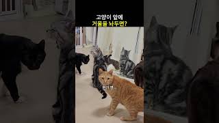 고양이 앞에 거울을 놔두면 어떻게 될까?