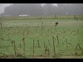 unos videos q tengo en la galeria los voy a empezar a subir