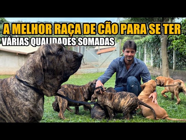 Eu Amo a Melhor Raça do Mundo- fila Brasileiro