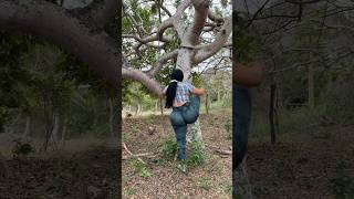 Subiendo el árbol