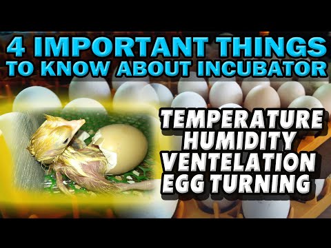 Video: Paano makilala ang isang fertilized egg?