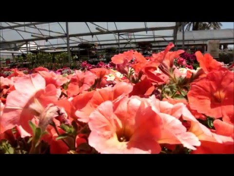 Vídeo: Buddleya De Flors Blanques