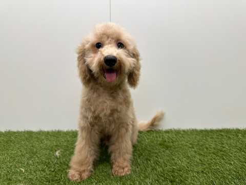 Video van Kruising Mannelijk Abricot - PUP-ID 032326253 | Dierenhof Debrabandere