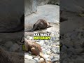 Did you know anything about otters? #ottershorts #otter #shorts #animals #wildlife