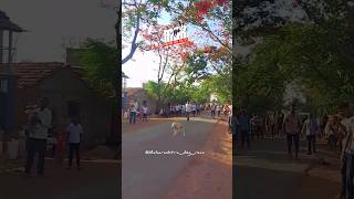 ज्यु राधा 💥| kolhapur dog race | नाद जिवापलीखडचा🥹| #dograce #shryat