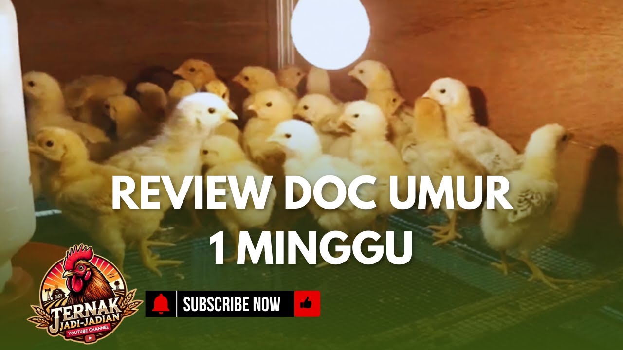 #51 REVIEW DOC UMUR 1 MINGGU