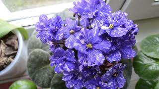 видео: Вернула все фиалки на верхний полив: рассказываю почему. Фиалки 04/2022 картинка: Вернула все фиалки на верхний полив: рассказываю почему. Фиалки 04/2022