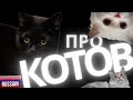 Intermediate Russian Vocabulary: про КОТОВ