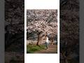 I Asked Locals for the Best Cherry Blossom Spot in Japan