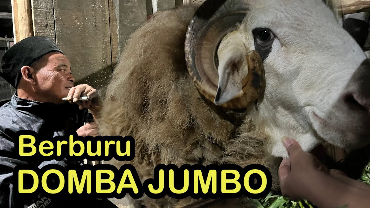 BERBURU DOMBA LOKAL JUMBO DAERAH LERENG ANDONG