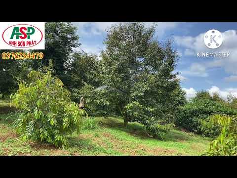 Video Giải pháp đặc trị nấm trái trên SẦU RIÊNG. Vườn tại EA... - youtube
