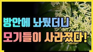 Mosquitoes disappeared when I left it in the room.ㅣTop10 Mosquito Repellent Plants