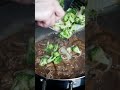 How to make Broccoli Beef at home! #shorts