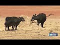 Kansas, Oklahoma, Texas cattle associations release statement on ICE operations