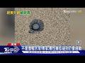 小琉球驚見大量「藍鈕扣」專家:毒性雖低但先別碰｜TVBS新聞 @TVBSNEWS01