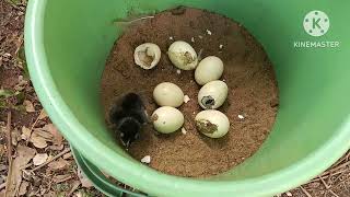 Natural Incubation 21 days chicks part-1 #nature# trending vedio#hen #chicks #rakshith nature