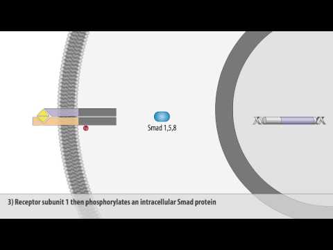 Video: Effektiviteten Af rhBMP-2-belastet Hydrogelkomposit På Knogledannelse Omkring Tandimplantater I Mandible Knogledefekter Hos Minipigs