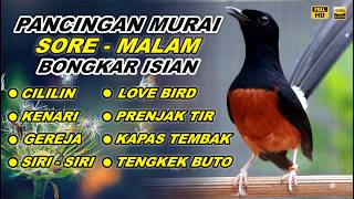 🔴 LIVE 46 - Pancingan Murai Batu Pagi Hari Full Isian Tembakan mewah, Bikin Murai batu nyaut gacor