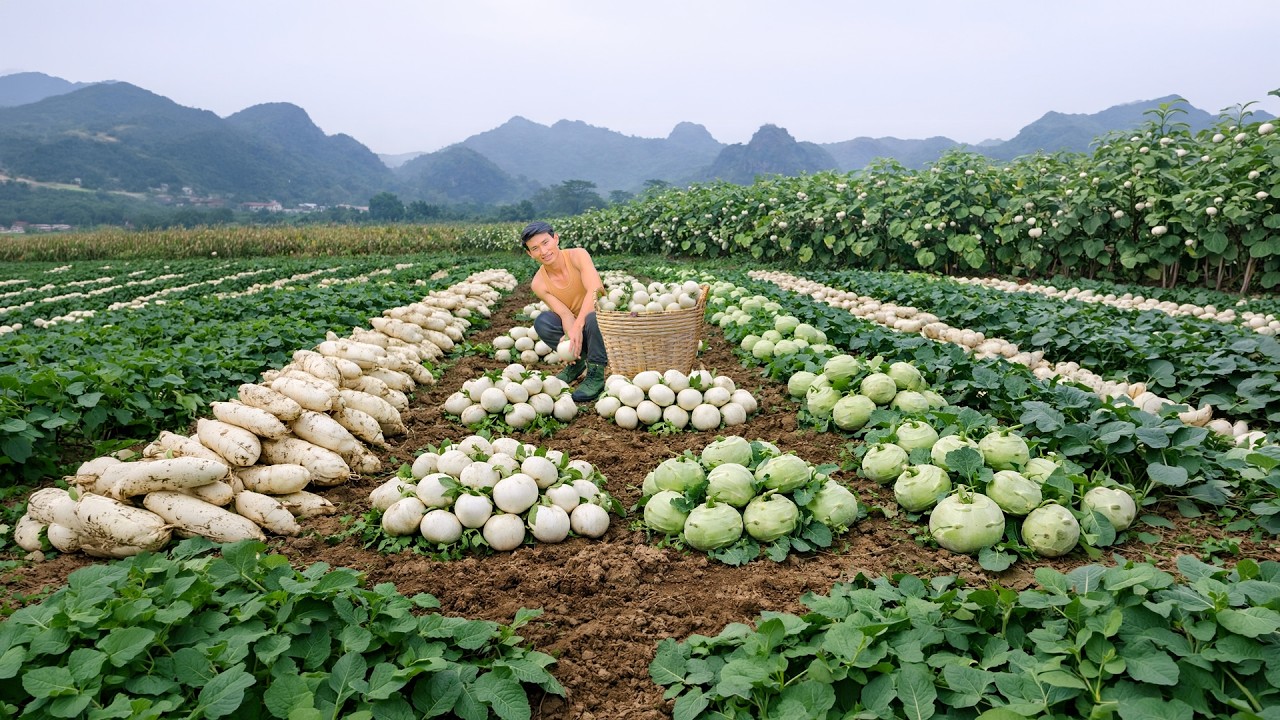 Harvest Radish, Kohlrabi To Sell At The Market – Cook And Live A Slow Peaceful Farm Life