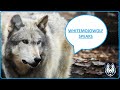 Whitemojowolf speaks gaming in 2023