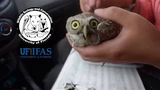 All About Florida's Burrowing Owls