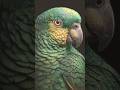 parrot beautiful nature sound 🤩