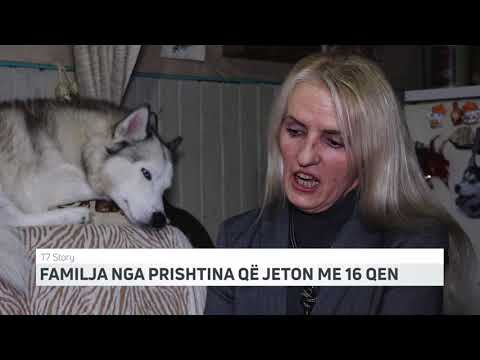 Video: 3 Sjellje Qeni Që Rastësisht Mund T'i 