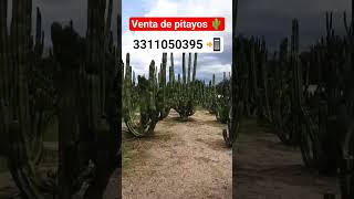 Esquejes de pitayo (Stenocereus queretarorensis) #Agro #Jalisco #Shorts