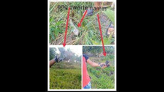 panglilimas at sabay na din pangangaso #hunting #wildbird #ayamjackie screenshot 1