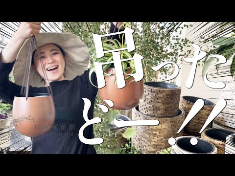 垂れ下がる植物8種類の選び方と使い方——鉢植えから石垣まで活用術